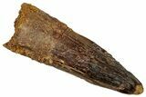 Fossil Spinosaurus Tooth - Real Dinosaur Tooth #329666-1
